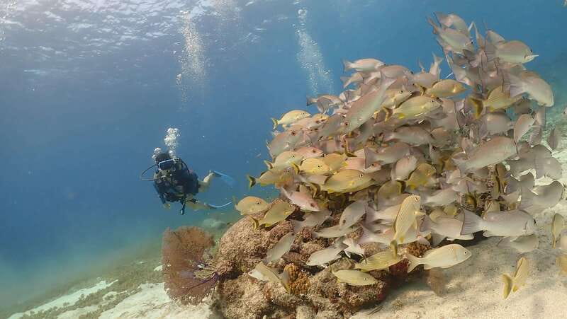 From Cozumel: Chankanaab Cozumel Scuba Diving - Equipment, comfort, and photo add-ons you might see