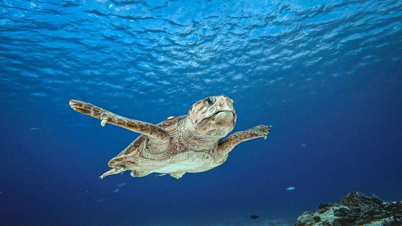 From Cozumel: Double Tank Scuba Diving for Certified Divers - Getting out to the reefs: a short speedboat and an easy start
