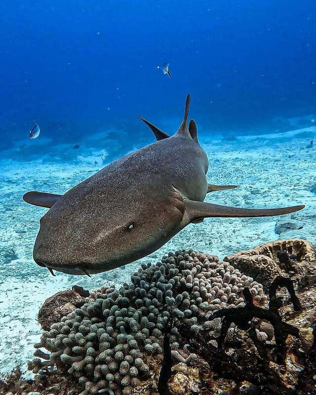 From Cozumel: Double Tank Scuba Diving for Certified Divers - The break between sessions: 45 minutes to reset and snack