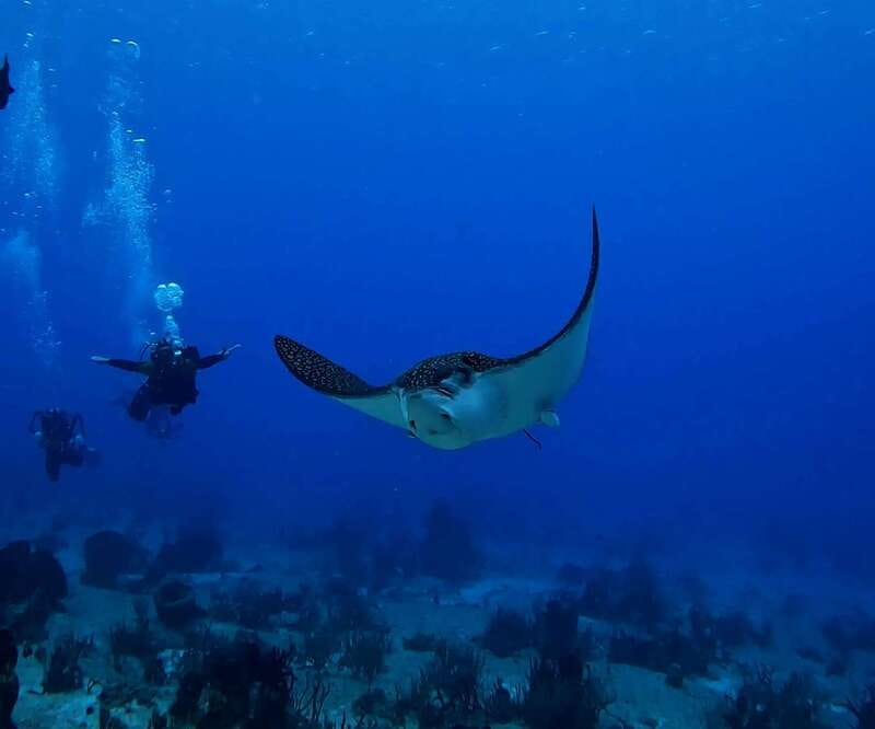 From Cozumel: Double Tank Scuba Diving for Certified Divers - Price and value check: what $168 buys, plus the $12 park fee