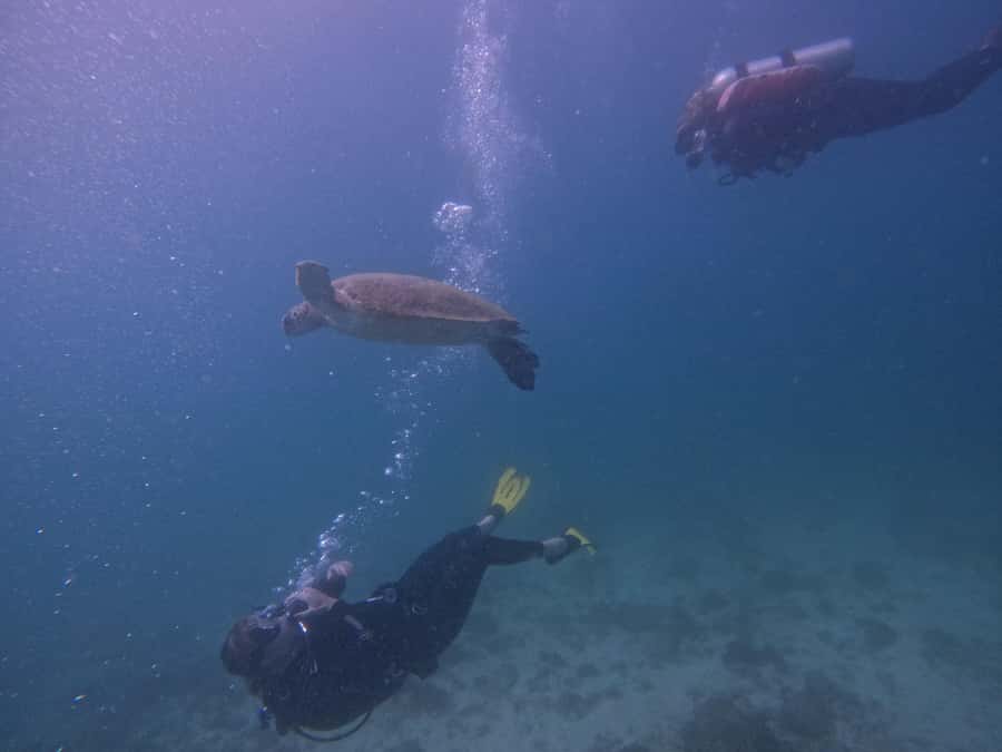 From Dubai: 2 Dives for Certified Divers with BBQ & Transfer - Key things worth knowing before you go