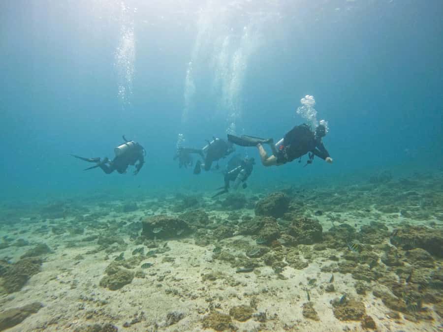 From Dubai: 2 Dives for Certified Divers with BBQ & Transfer - Who should book this SCUBA trip (and who might skip it)