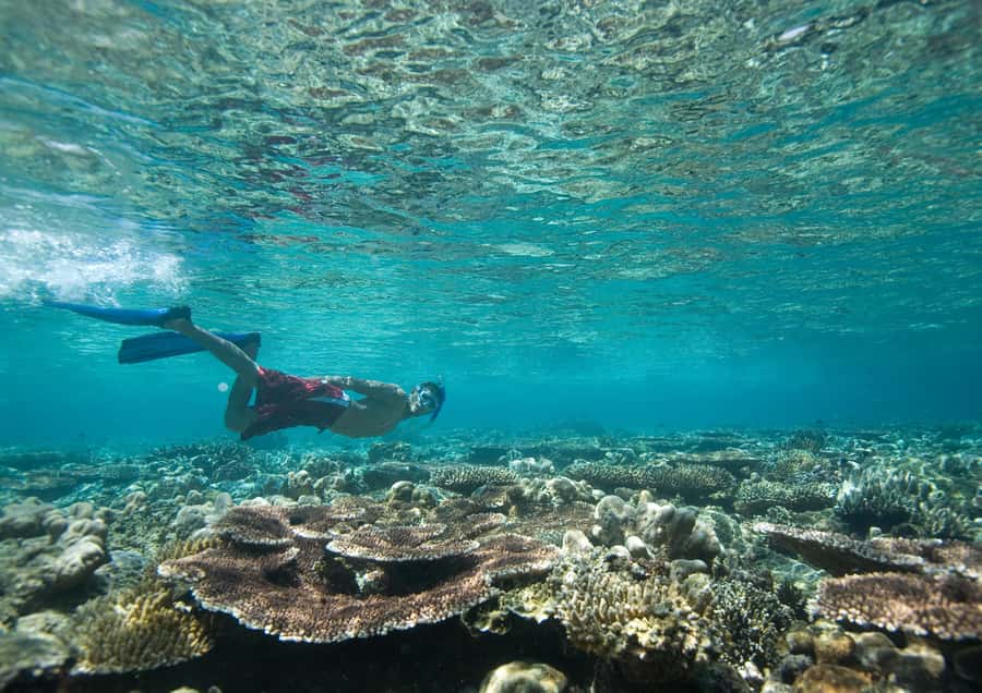 From Dubai: Discovery Scuba Diving & Snorkeling In Fujairah - Key Points You’ll Care About