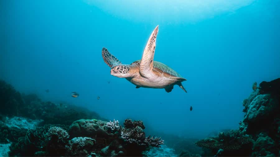 From Dubai: Discovery Scuba Diving & Snorkeling In Fujairah - Fujairah’s Underwater Time: What Makes This Day Work