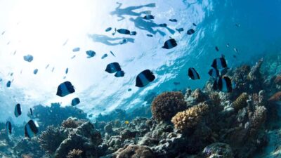 From Dubai: Discovery Scuba Diving & Snorkeling In Fujairah - Getting From Dubai to Dibba: Comfort, Timing, and the Tradeoff