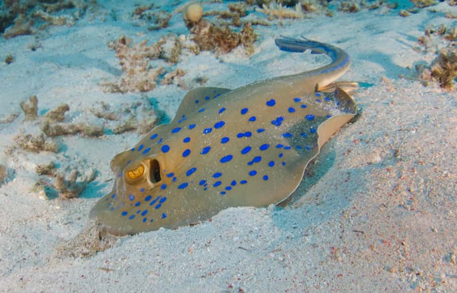 From Dubai: Fujairah Half-Day Scuba Dive and Snorkeling - Key highlights worth knowing