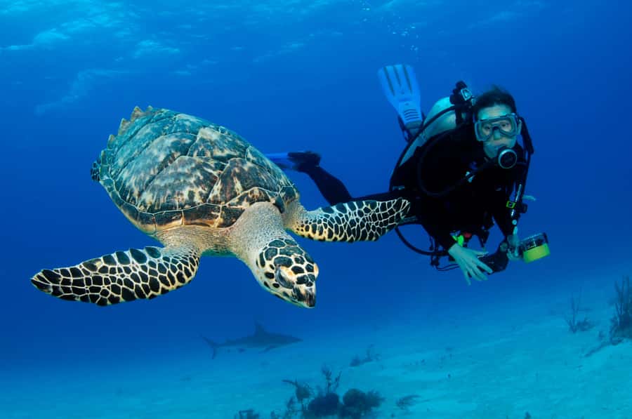 From Dubai: Fujairah Half-Day Scuba Dive and Snorkeling - The road to Fujairah and Dibba: bring calm, not caffeine