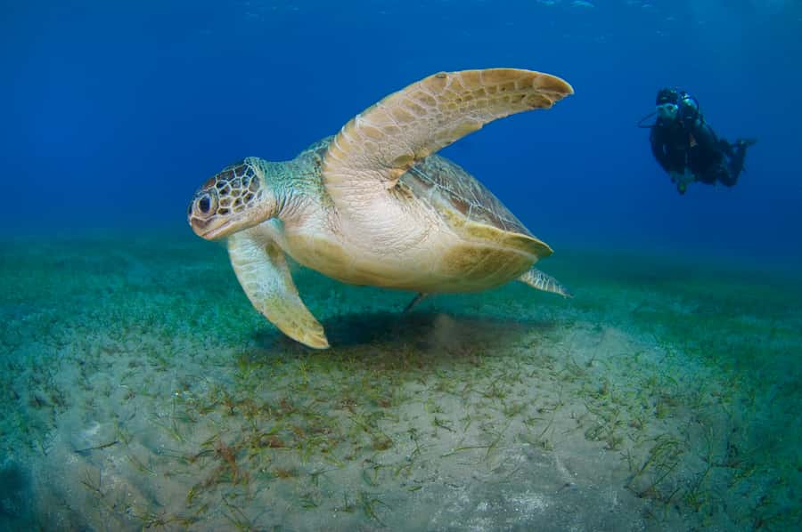 From Dubai: Fujairah Half-Day Scuba Dive and Snorkeling - Arrival and gear-up: full equipment means less hassle for you