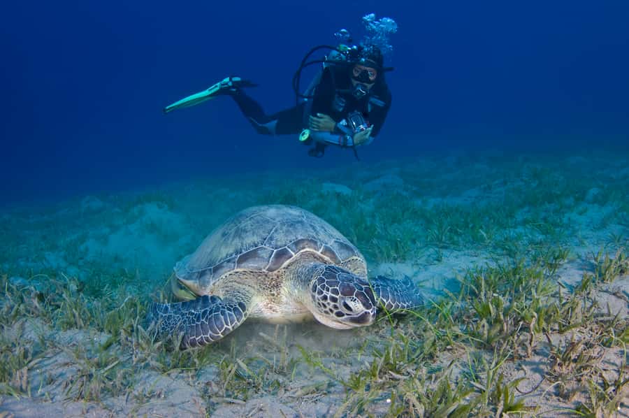 From Dubai: Fujairah Half-Day Scuba Dive and Snorkeling - Certified scuba level: how 1 vs 2 reef sessions can work