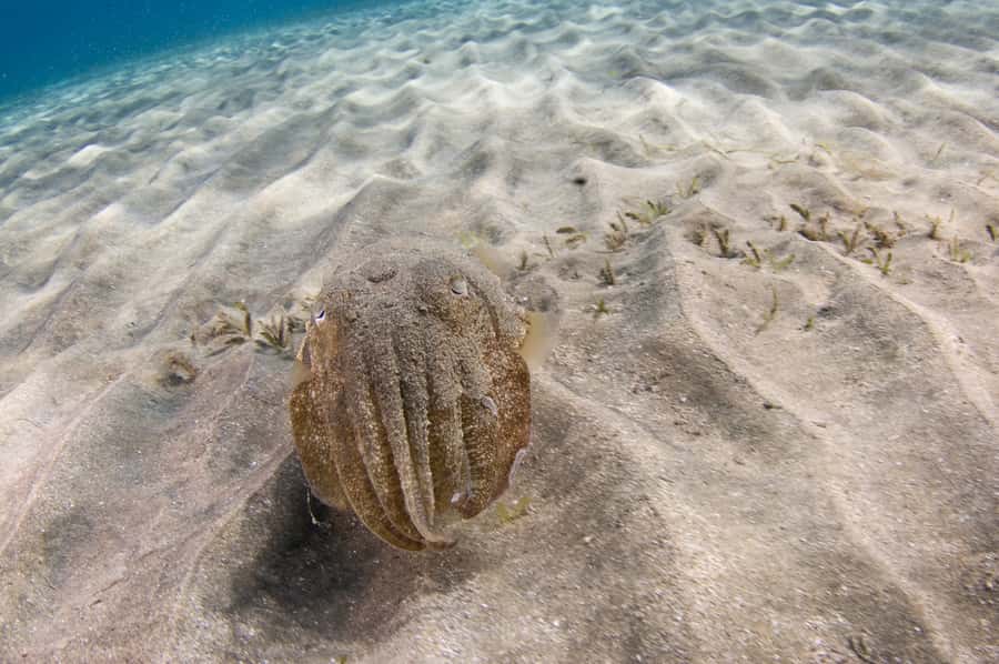 From Dubai: Fujairah Half-Day Scuba Dive and Snorkeling - The sail back and the return to Dubai: plan for midday recovery