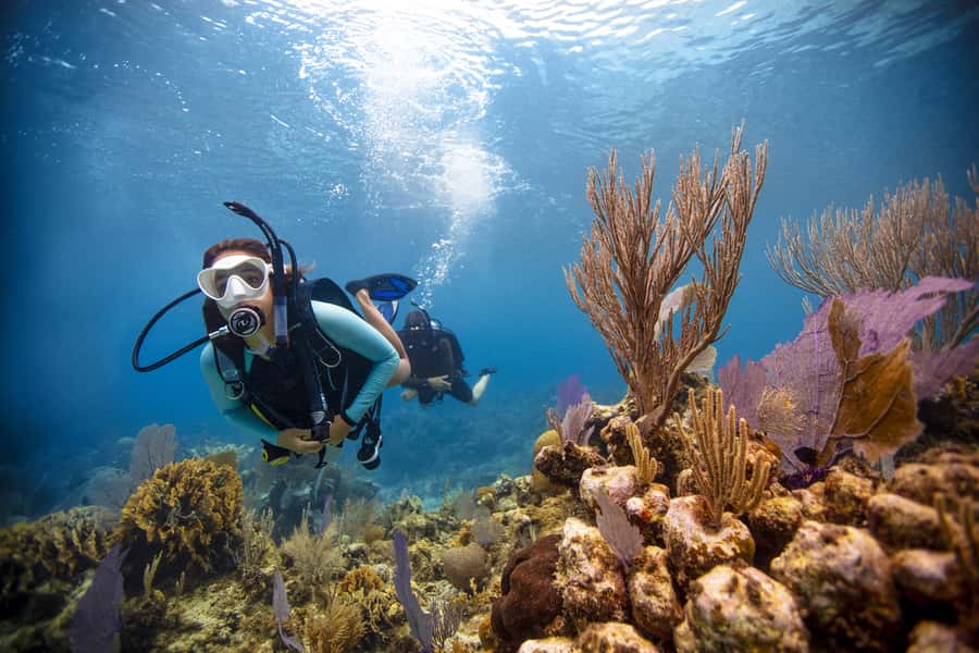 From Dubai: Fujairah Scuba Dive and Snorkeling - Gulf of Oman reef stops: how the two underwater sessions work