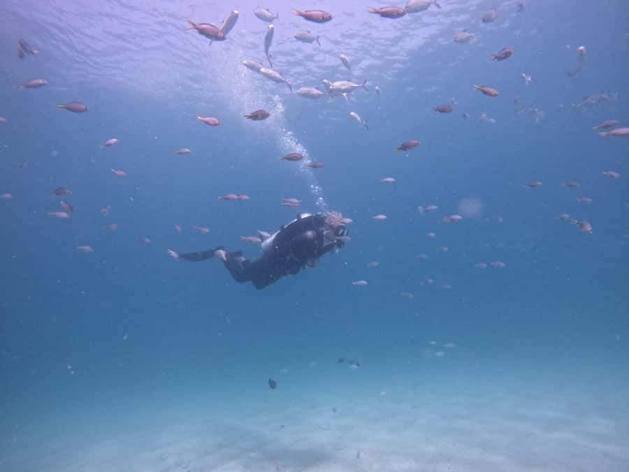 From Dubai: Try Scuba Diving, Snorkeling with BBQ & Transfer - Getting to Fujairah: Early Pickup From Dubai to the Coast
