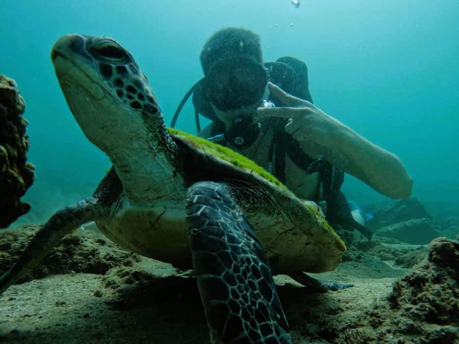 From Dubai: Try Scuba Diving, Snorkeling with BBQ & Transfer - How the Guide Helps You Spot Turtles and Fish