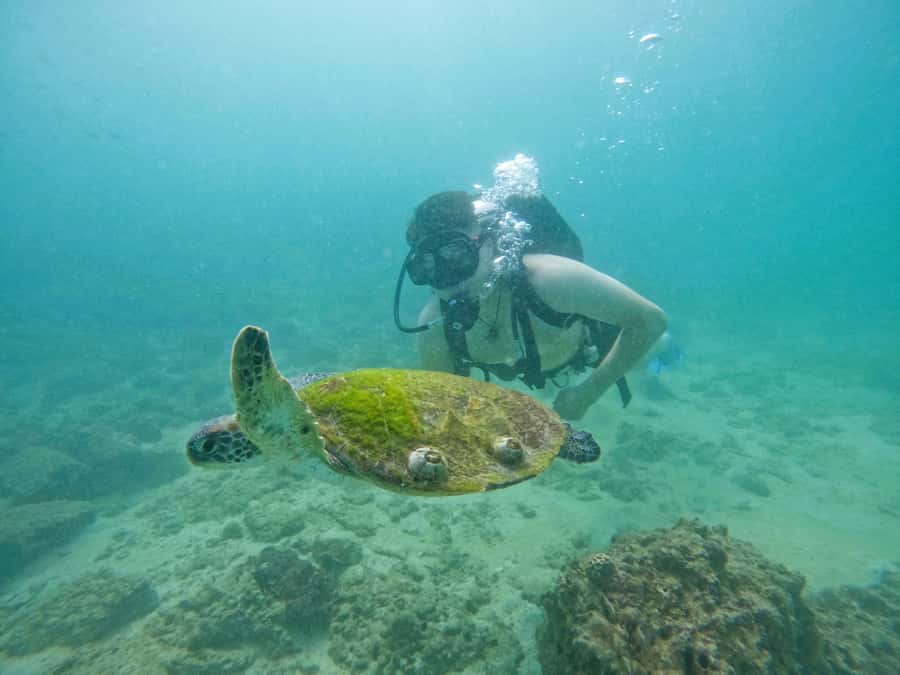From Dubai: Try Scuba Diving, Snorkeling with BBQ & Transfer - Quick Cultural Stops on the Ride Back: Mosques, Amphitheater, Waterfalls