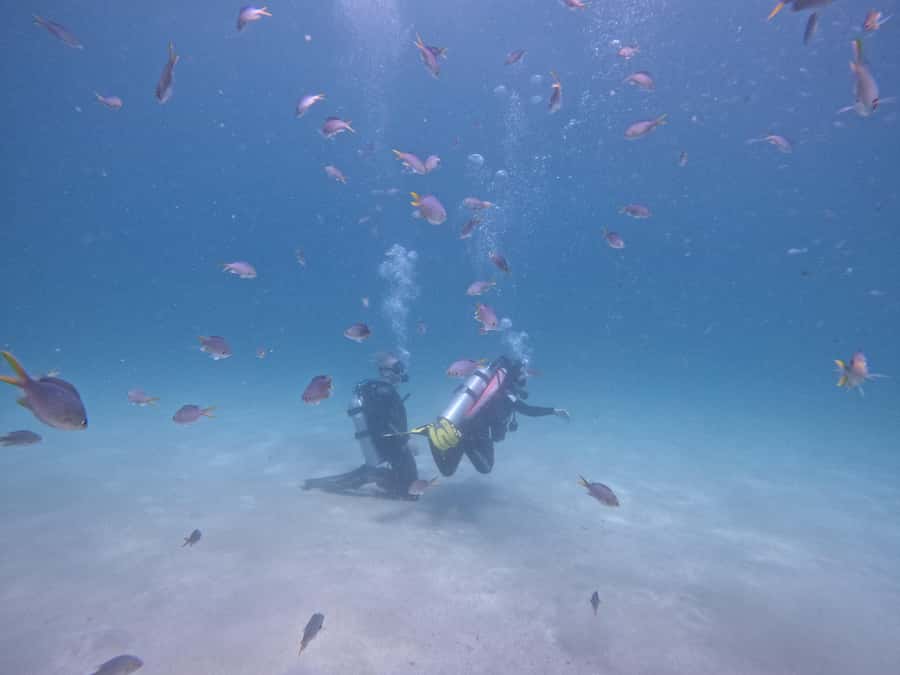From Dubai: Try Scuba Diving, Snorkeling with BBQ & Transfer - Gear Up and Learn Calm Control Before Going Out