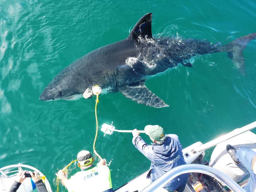 From Hermanus: Cruise with Shark Cage Dive and Lunch - Key things that make this tour worth your time