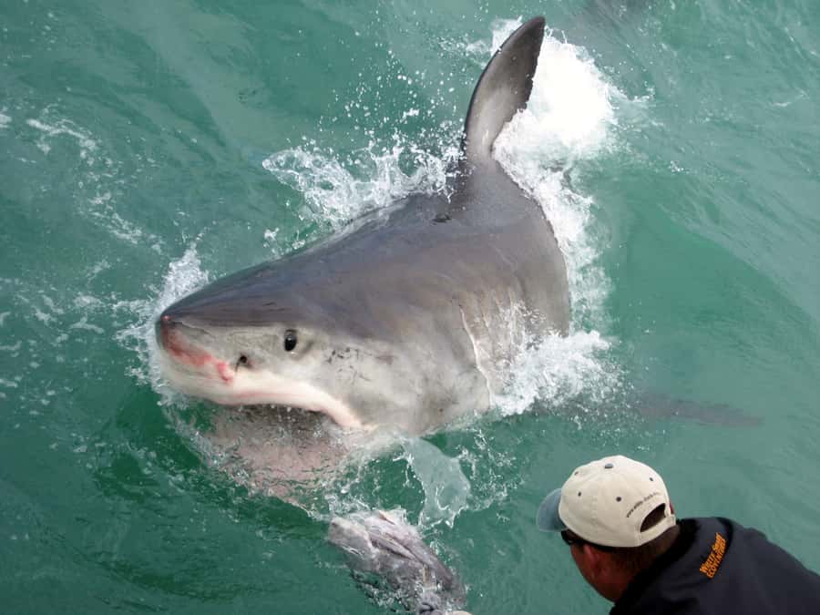 From Hermanus: Cruise with Shark Cage Dive and Lunch - Price and Value: What $168 Actually Covers