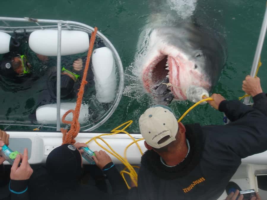 From Hermanus: Cruise with Shark Cage Dive and Lunch - Three Hours at Sea Learning From the Marine Team