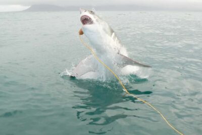 From Hermanus: Cruise with Shark Cage Dive and Lunch - Land Briefing: Breakfast, Coffee, and a Wetsuit Fit