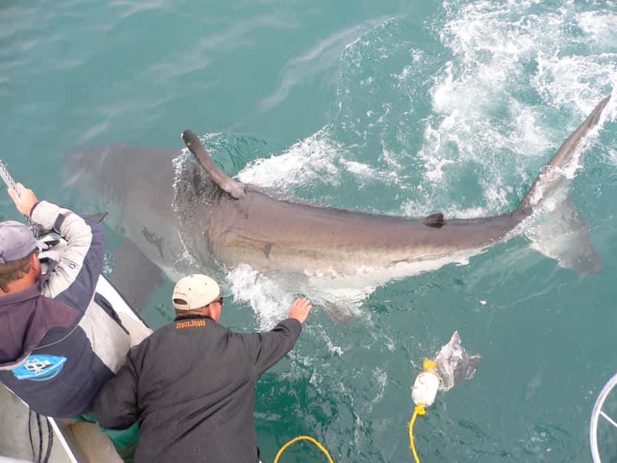 From Hermanus: Cruise with Shark Cage Dive and Lunch - How the Bait Line Works and Why You See Sharks From the Deck