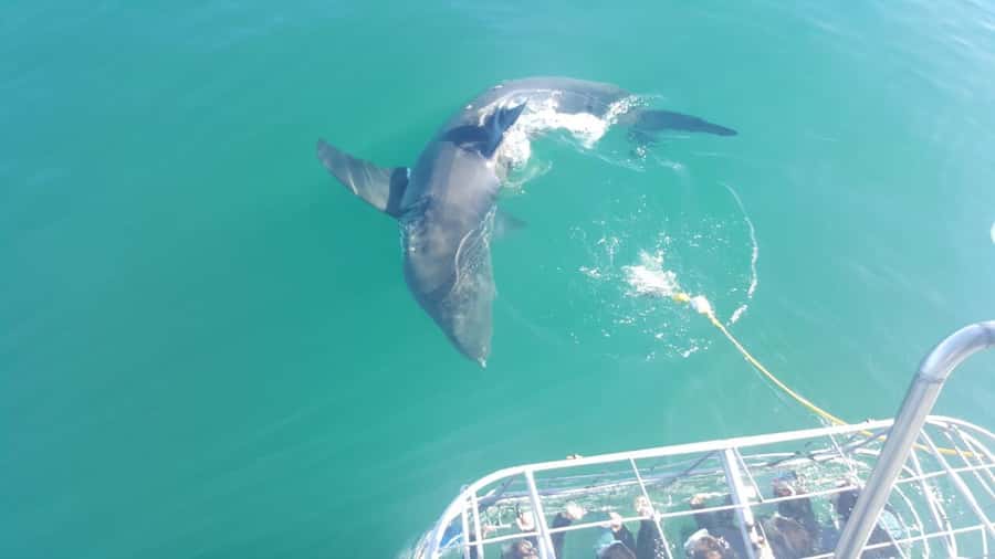 From Hermanus: Cruise with Shark Cage Dive and Lunch - Your Turn in the Cage: Rotation Time, Visibility, and Motion