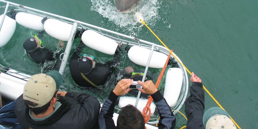 From Hermanus: Cruise with Shark Cage Dive and Lunch - Shower, Soup, and Watching Your Footage Back on Land