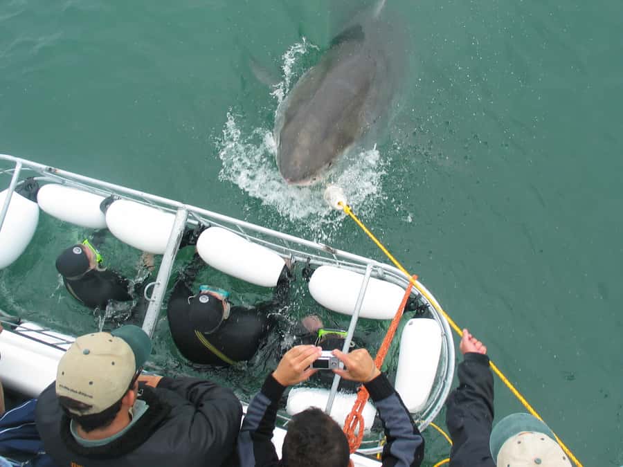 From Hermanus: Cruise with Shark Cage Dive and Lunch - Which Sharks You Can Expect in This Part of the Western Cape
