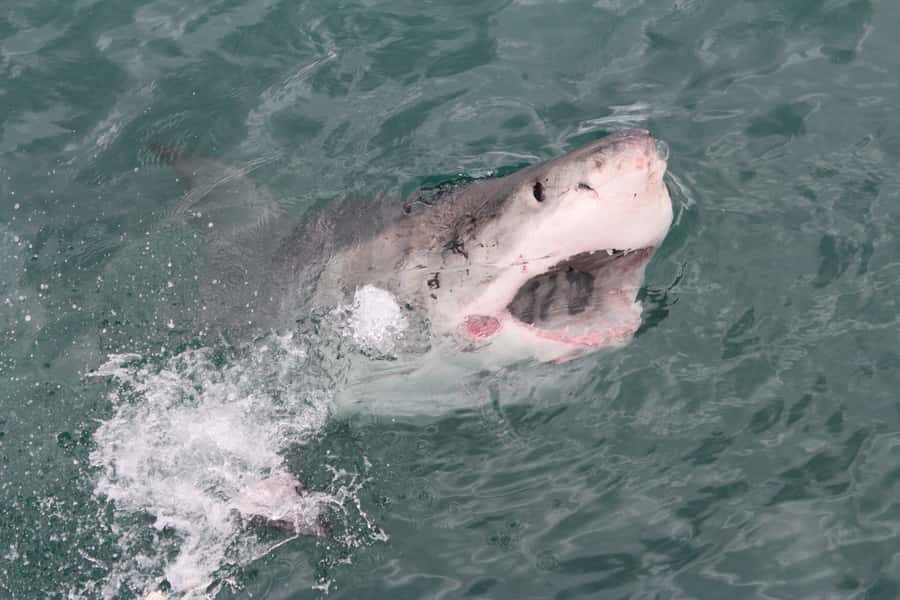 From Hermanus: Cruise with Shark Cage Dive and Lunch - Long Road Trips From Cape Town: What to Plan For
