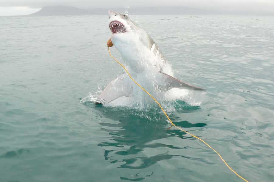 From Hermanus: Cruise with Shark Cage Dive and Lunch - Land Briefing: Breakfast, Coffee, and a Wetsuit Fit