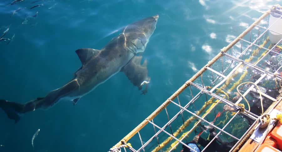 From Hermanus or Cape Town: Shark Cage Diving Experience - Key things I’d spotlight