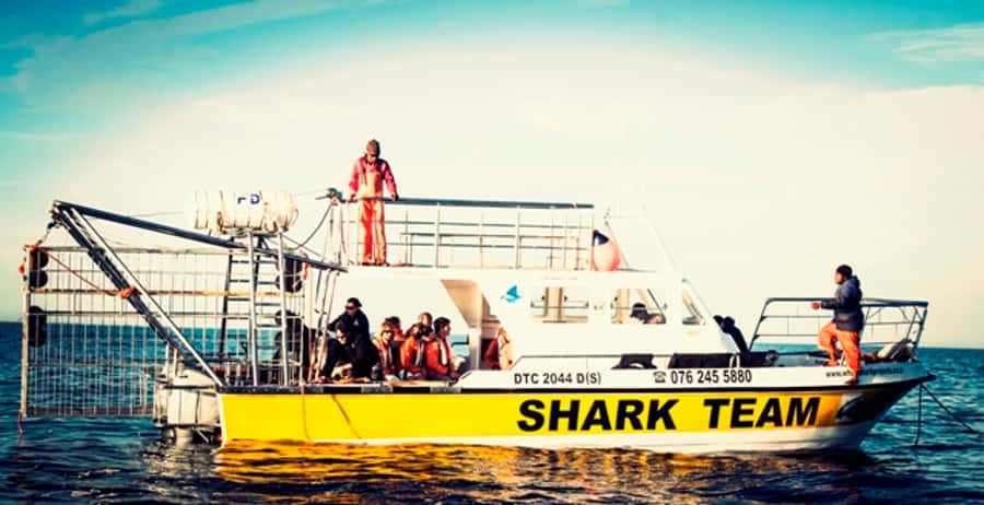 From Hermanus or Cape Town: Shark Cage Diving Experience - Why Gansbaai waters are the whole point