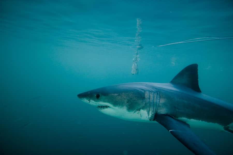 From Hermanus or Cape Town: Shark Cage Diving Experience - Getting to the boat: Hermanus or Cape Town, plus the direct meet option