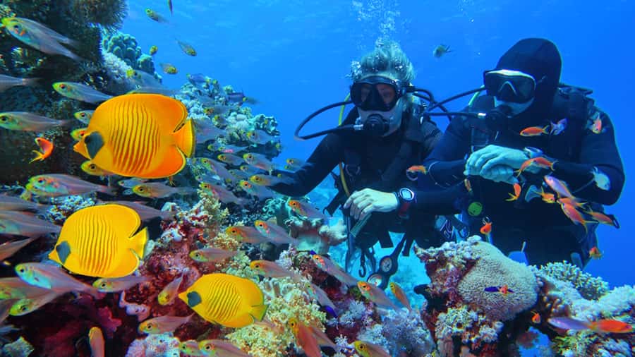 From Hurghada: Scuba Diving with Expert Guide & 2 Dives - 8 Hours in Hurghada: How the Day Flows