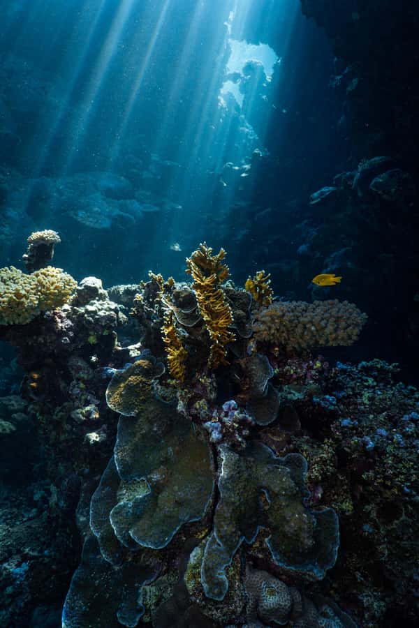 From Jeddah: Boat Trip and Diving for Certified Divers - A half-day on the Red Sea from Al-Haddad Scuba