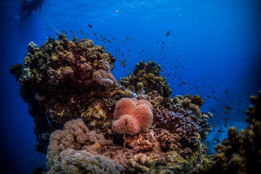 From Jeddah: Boat Trip and Diving for Certified Divers - Underwater stops around Jeddah: Anas Reef, wreck options, and Crazy 8