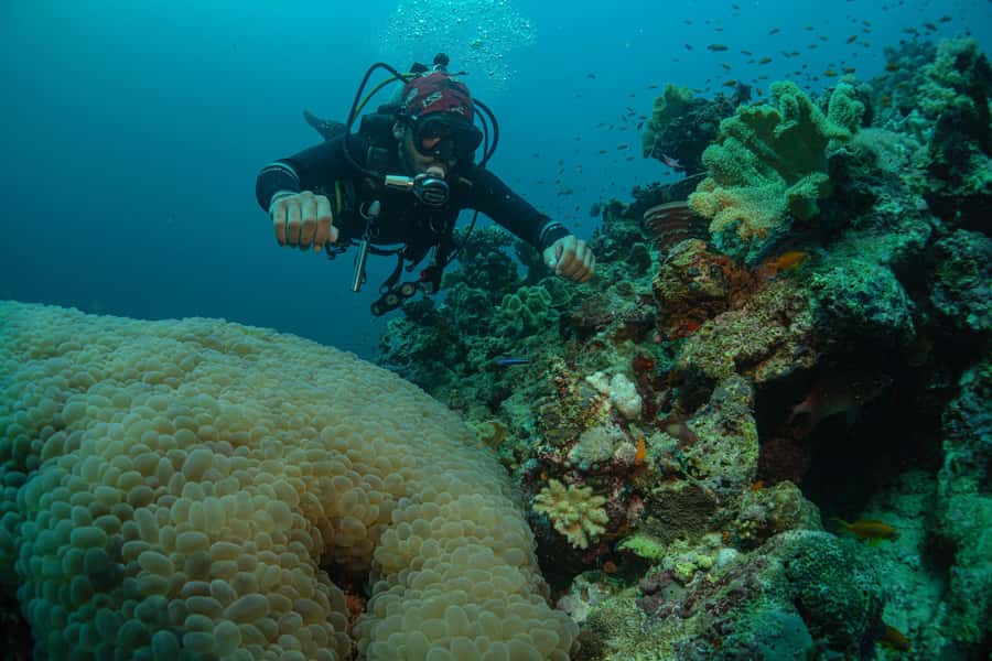 From Jeddah: Boat Trip and Diving for Certified Divers - What you’re actually getting: tanks, weights, snacks, and what to rent