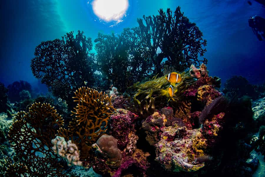 From Jeddah: Boat Trip and Diving for Certified Divers - The gear day details: ID matters more than you expect