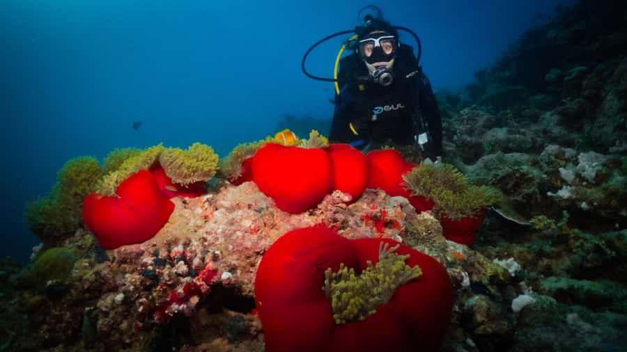 From Jeddah: Boat Trip and Diving for Certified Divers - The boat plan: what the yacht time is really for
