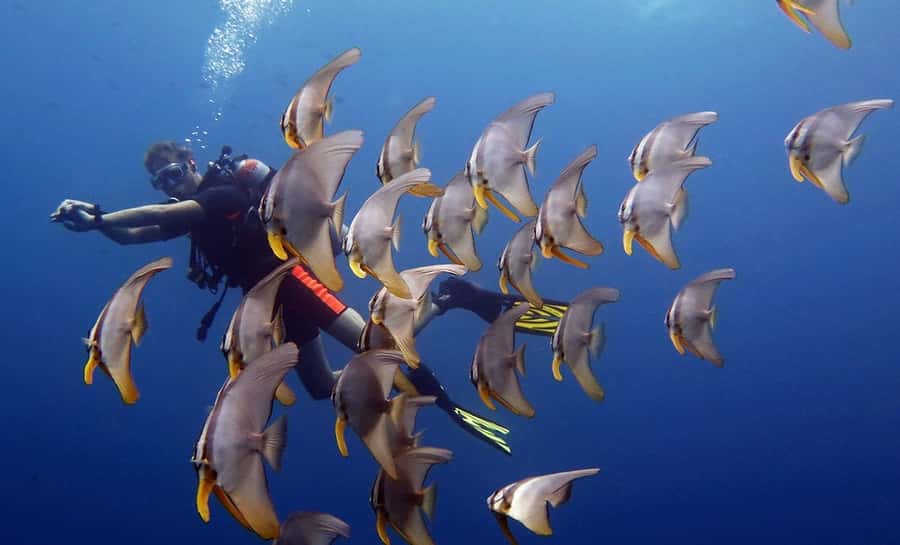 From Koh Kood: Certified Dive Trip - Key highlights at a glance