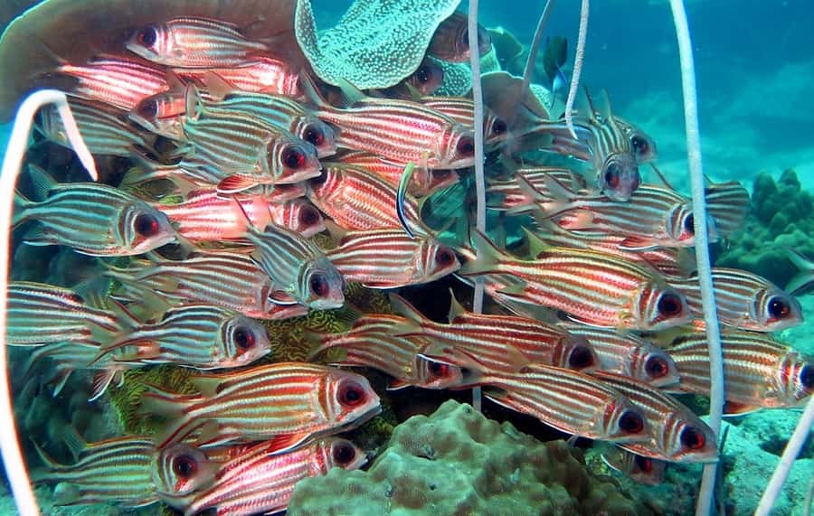 From Koh Kood: Certified Dive Trip - Who this is best for (and who should skip it)