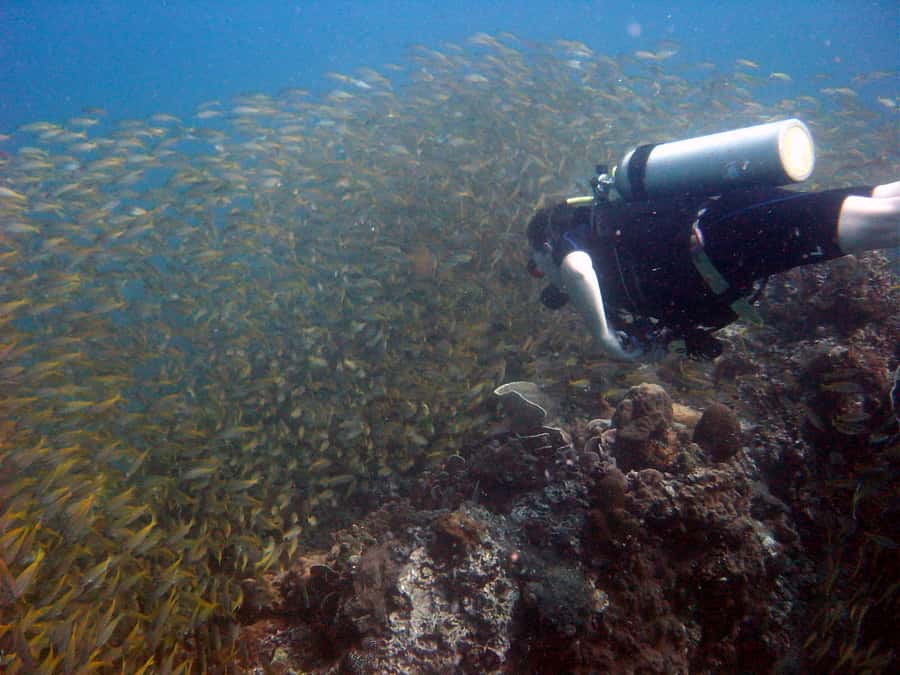 From Koh Kood: Certified Dive Trip - Two reef stops with a steady pace (and why small groups help)
