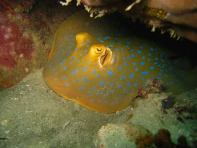 From Koh Kood: Certified Dive Trip - Choosing Koh Kood vs Koh Rang National Park: why it changes your experience