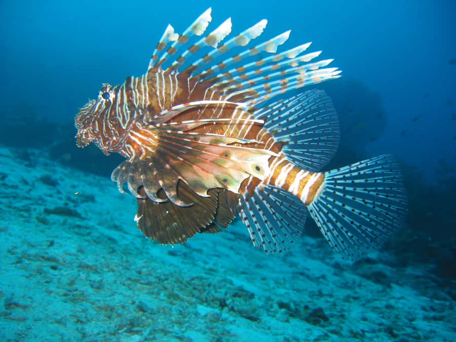 From Koh Kood: Certified Dive Trip - Guides, languages, and getting comfortable in the water