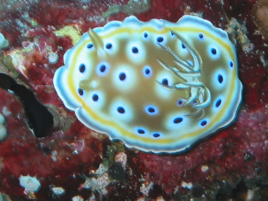 From Koh Kood: Certified Dive Trip - Price and value: is $112 a fair deal for what you get?