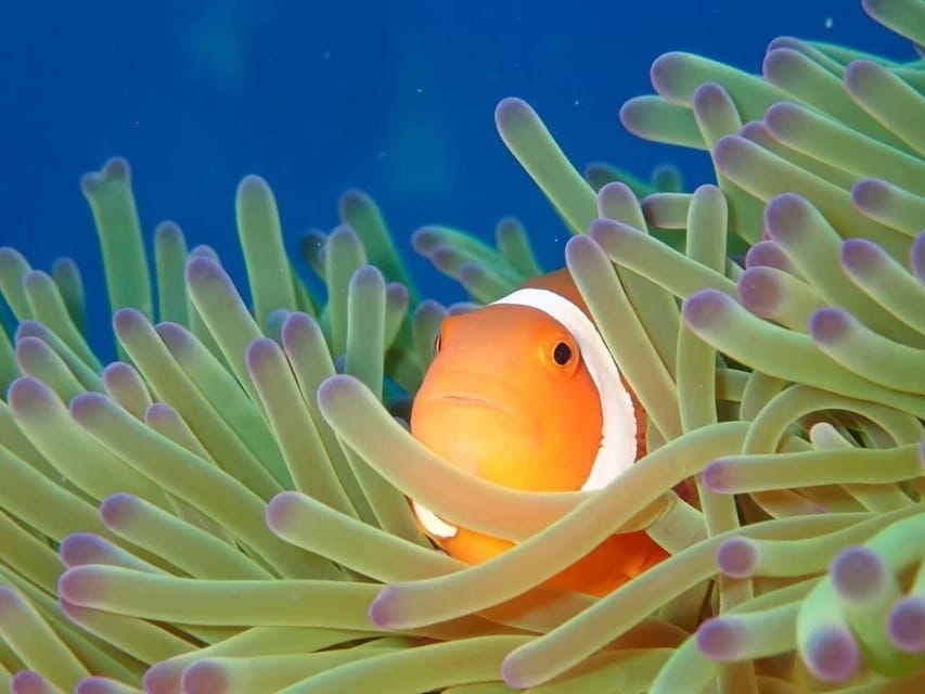From Naha Scuba Diving Trip in Kerama(for certified divers) - Key things that make this Kerama day trip worth your time