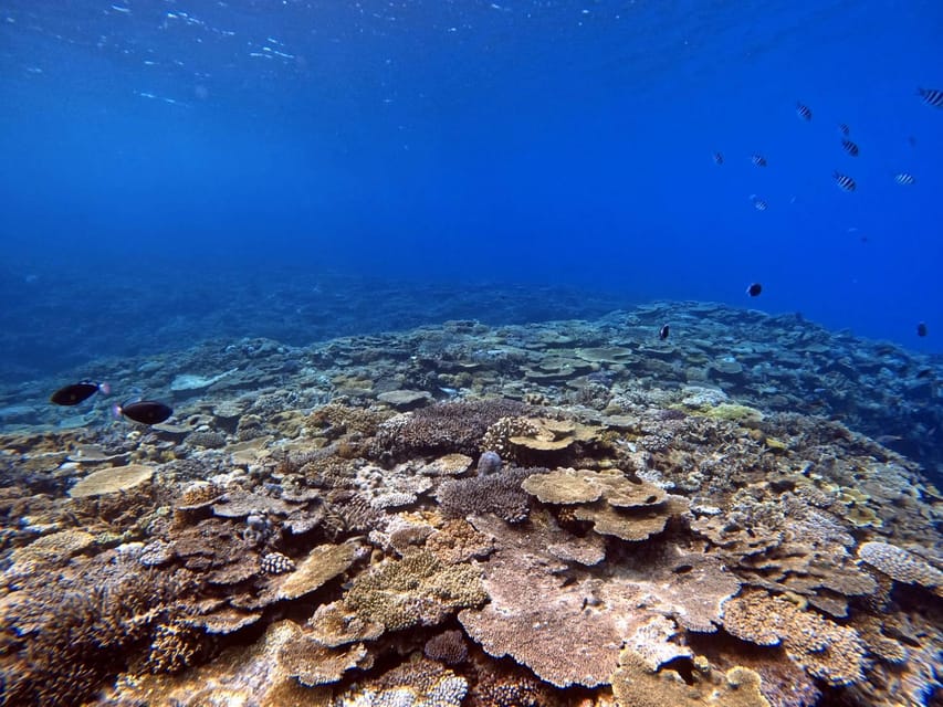 From Naha Scuba Diving Trip in Kerama(for certified divers) - Safety briefing and boat check: what you’ll do before you go underwater