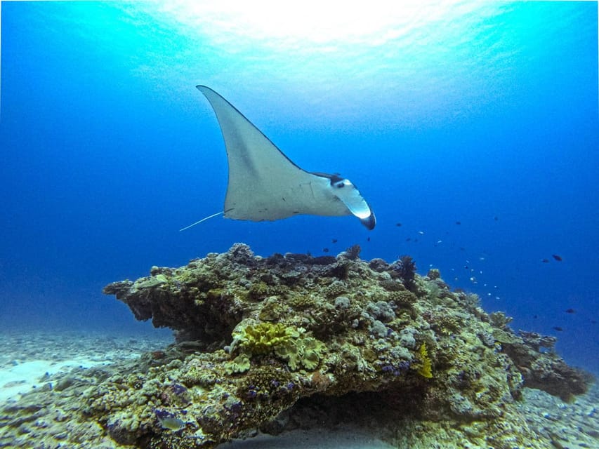 From Naha Scuba Diving Trip in Kerama(for certified divers) - Guides on the surface: what the best instructors do (and who you might meet)