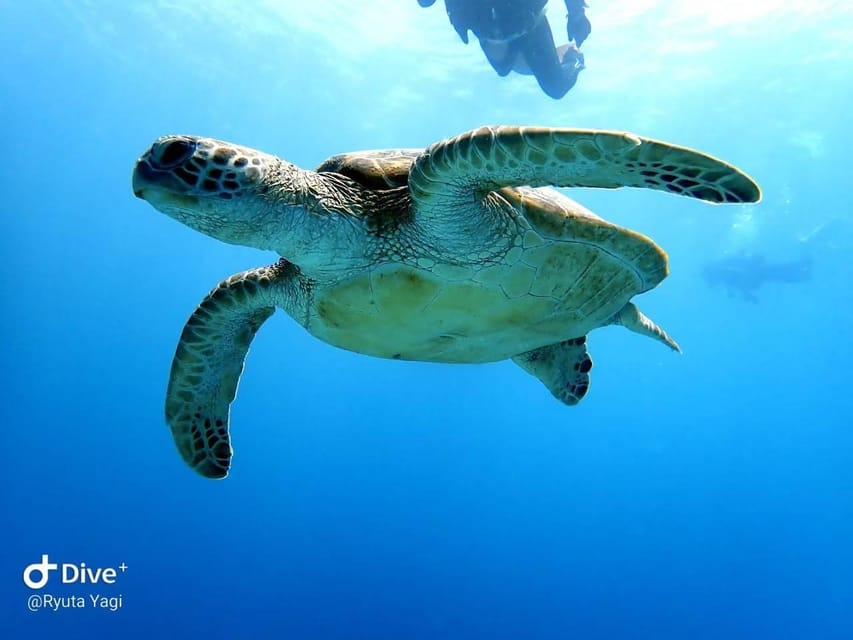 From Naha Scuba Diving Trip in Kerama(for certified divers) - Photos and insurance: where your money quietly goes