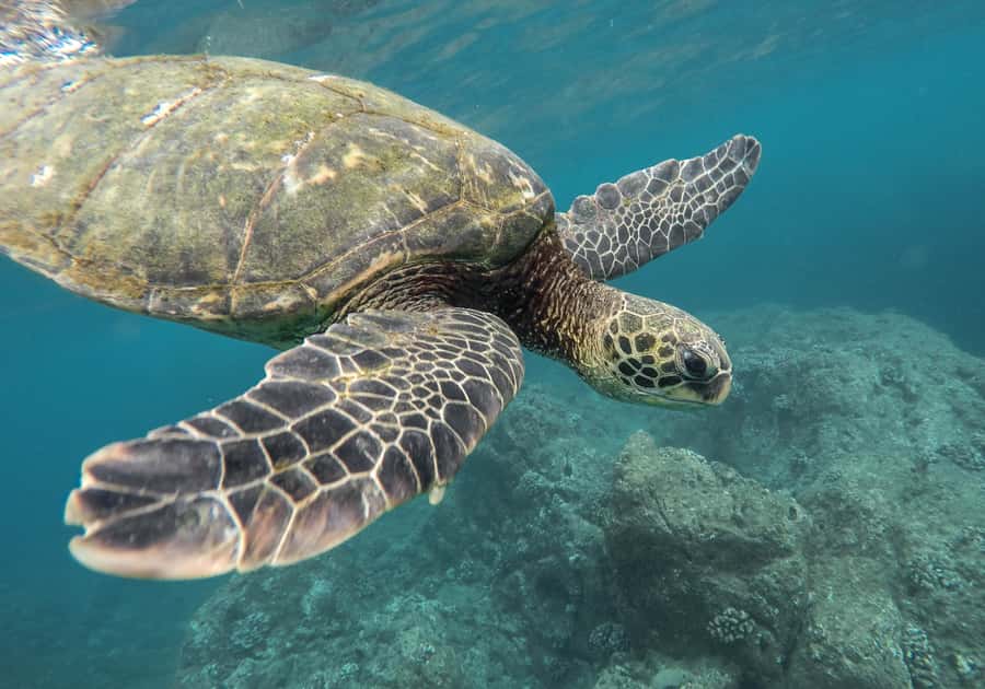 From Pattaya: Snorkeling or Beginner Scuba Diving Tour - Key Highlights You’ll Feel During the Day