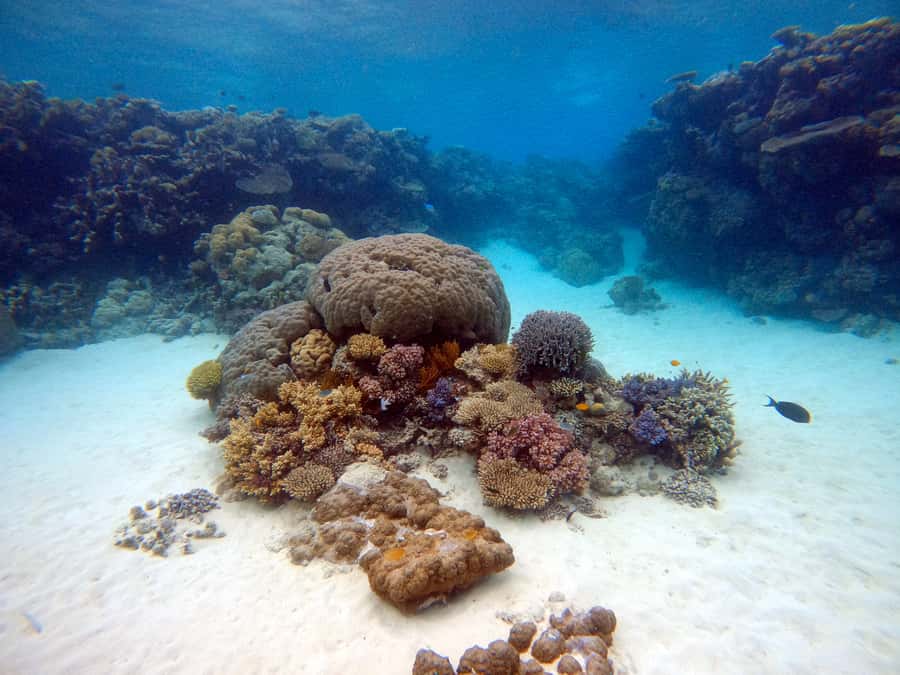 From Pattaya: Snorkeling or Beginner Scuba Diving Tour - Pattaya Pickup To Open Sea: What Your 8 Hours Look Like
